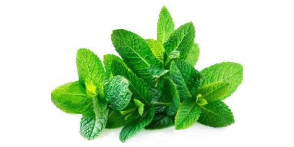 Mints for dogs and cats