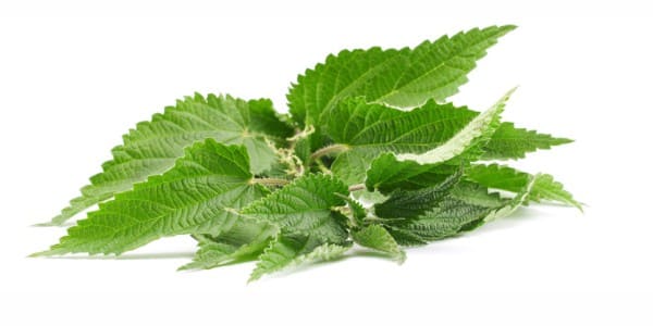Nettles for dogs and cats