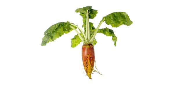 Mangel-wurzel beets for dogs and cats