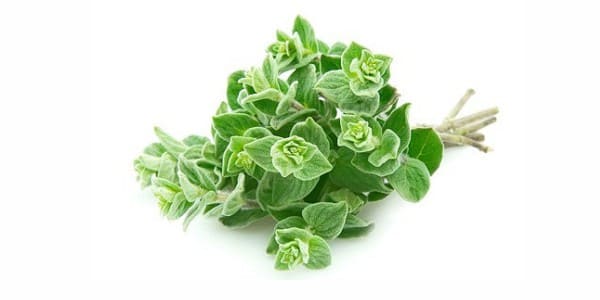 Oreganos for dogs and cats