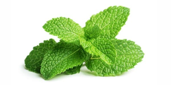 Peppermints for dogs and cats