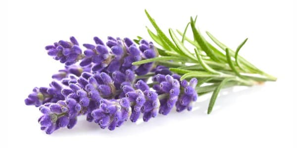 Lavenders for dogs and cats