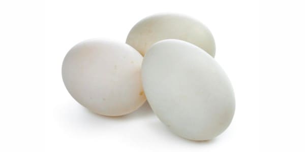 Ducks eggs for dogs and cats