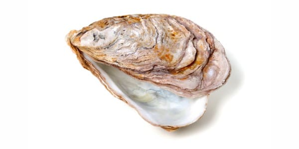 Oysters for dogs and cats