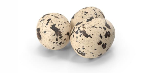 Quails eggs for dogs and cats