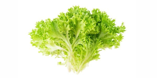Frisee lettuces for dogs and cats