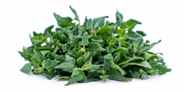 New Zealand spinaches for dogs and cats